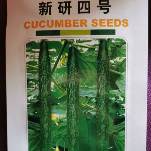 邯郸翠绿黄瓜种子 新研四号黄瓜种  蔬菜种子 家庭菜园黄瓜种 产量高 10克装