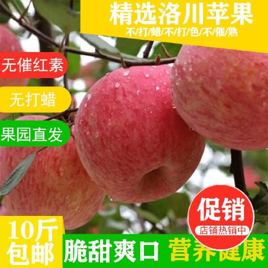 洛川县红富士苹果 苹果水果陕西洛川苹果脆甜多汁一件代发社区团购
