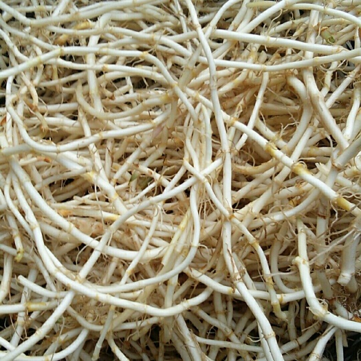 阜南县白茎鱼腥草