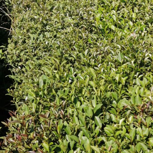 惠州绿茶  柏塘山茶，自己种的手工茶