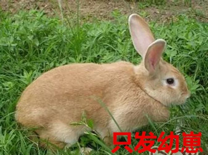 肉兔  虎黄兔一公一母2只包邮，疫苗已打