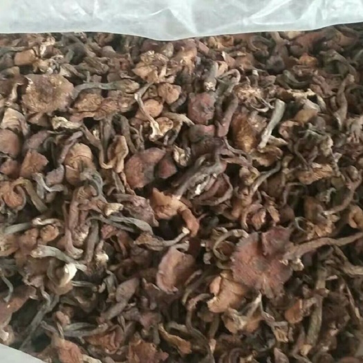 东宁市 野生榛蘑，，无污染，自然晾晒，绿色产品，要吃就吃健康货
