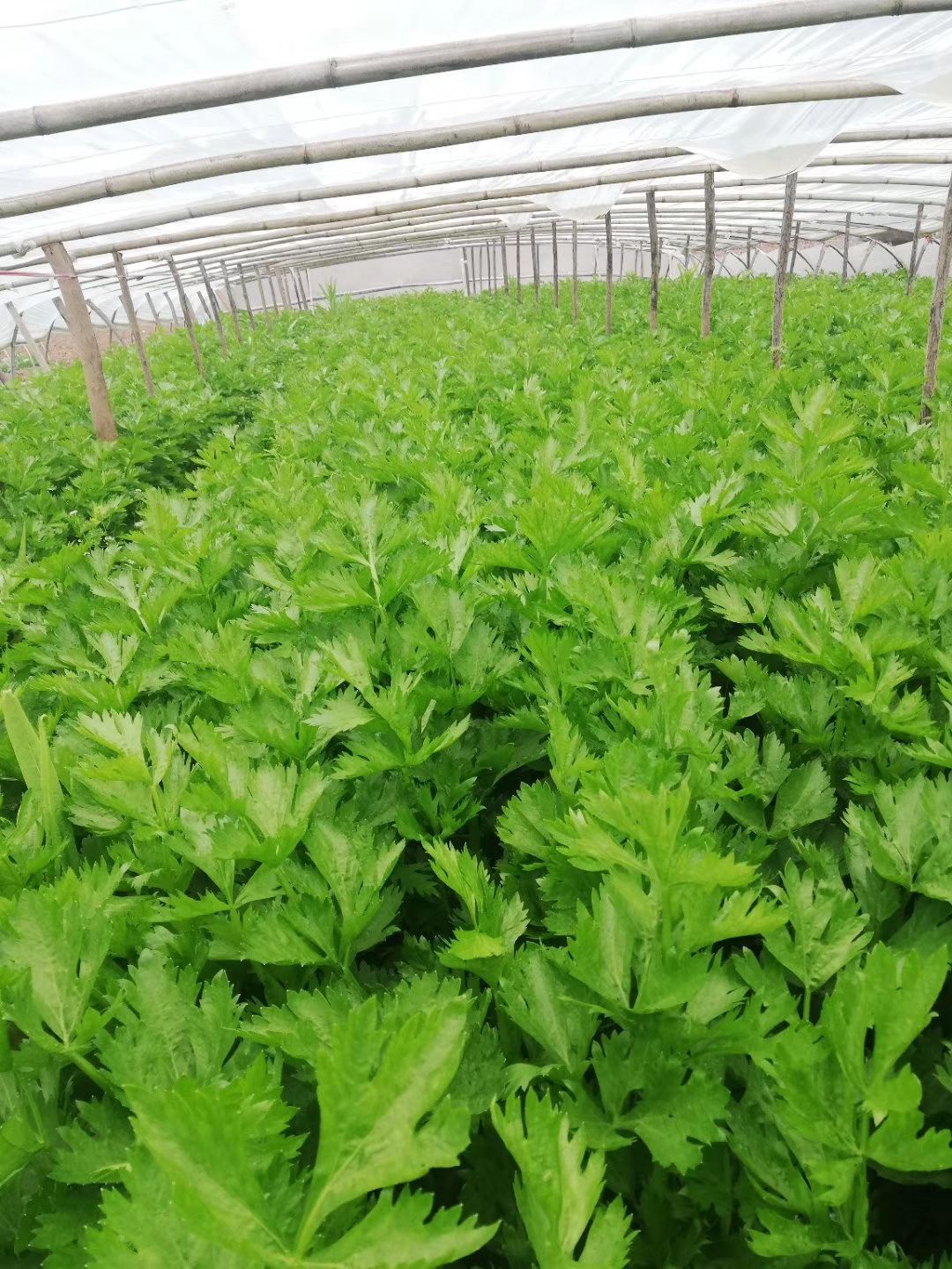 马其顿绿如意西芹种子  颜色绿 产量高 家庭菜园基地蔬菜种