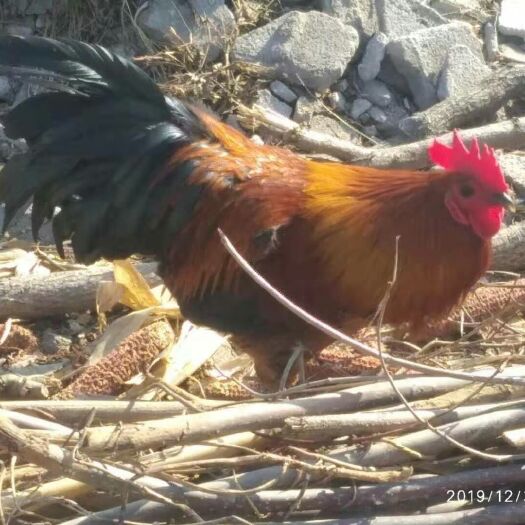 乳山市 高山低密度黑鸡红鸡，只喂少许自家玉米，免费屠宰，最好来挑。