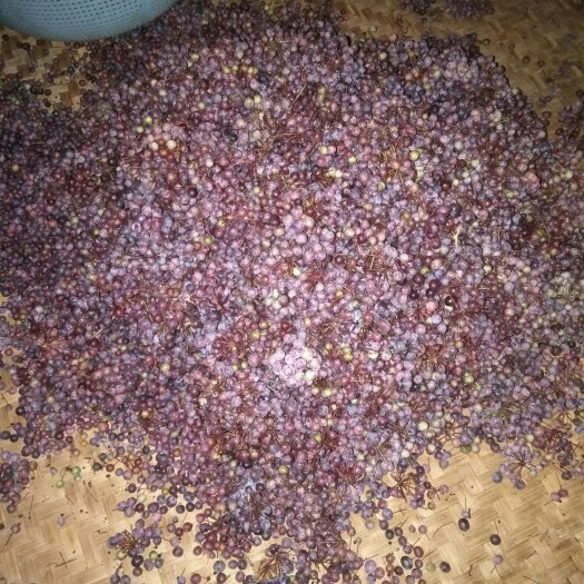 精品土茯苓种子产地直销物美价廉量大从优欢迎来购