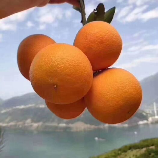 秭归县 秭归脐橙九月红秋橙果冻橙纽荷尔长虹圆红中华红血橙伦晚橙