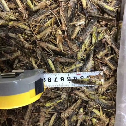 贵阳稻蝗 味蚂蚱