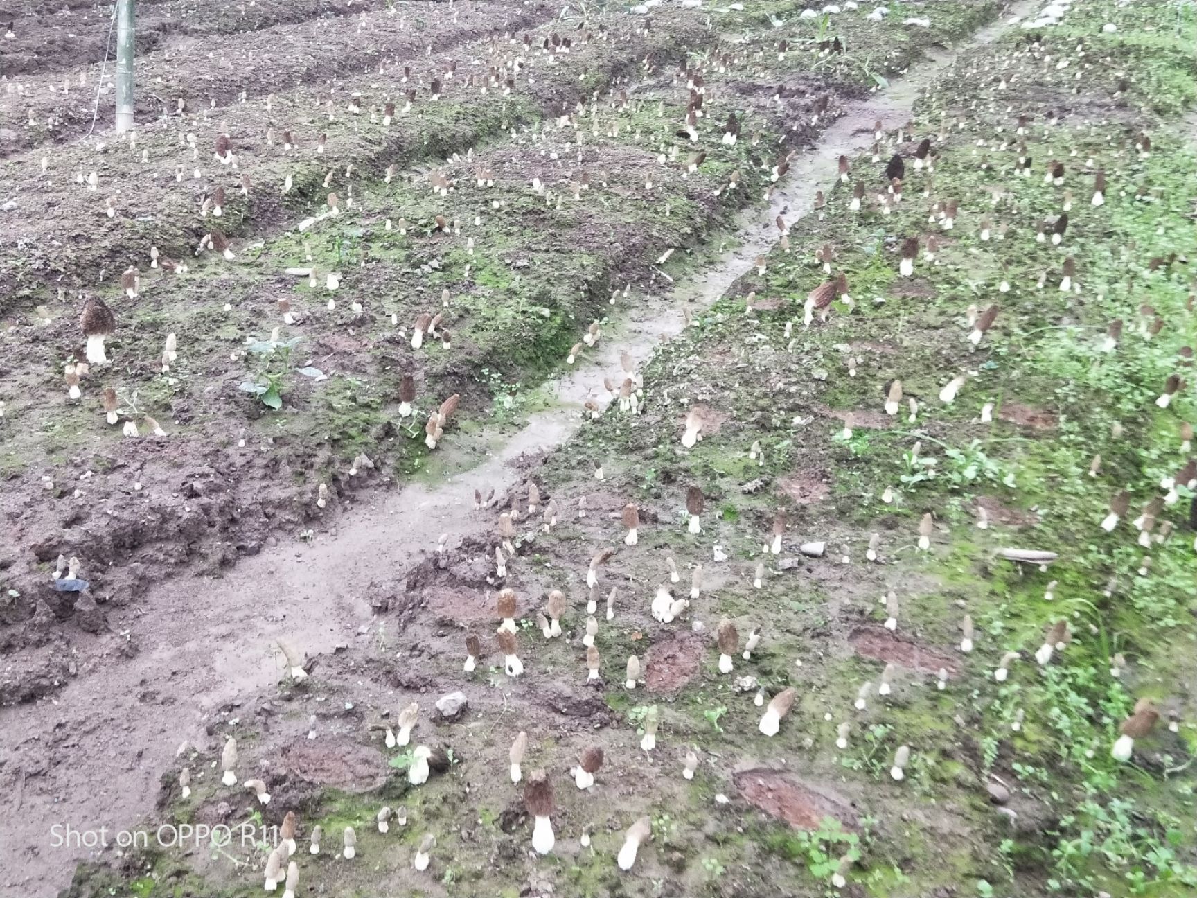  最实惠羊肚菌
