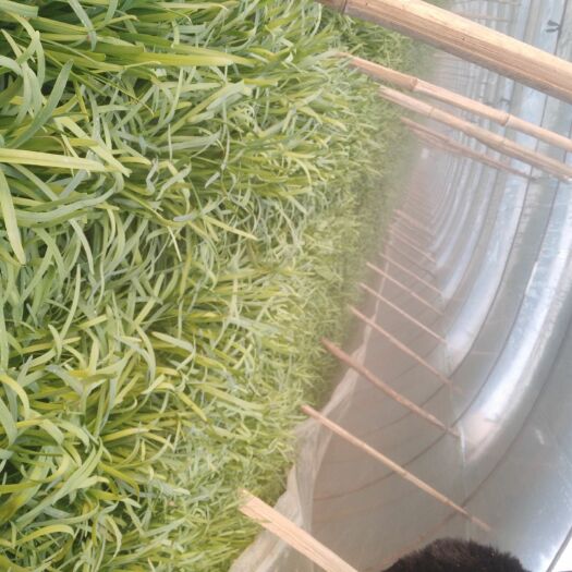 浚县 韭菜批发质量有保障根粗叶宽颜色好价格优惠