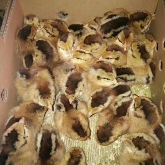 昆明阉鸡苗 脱温阉鸡