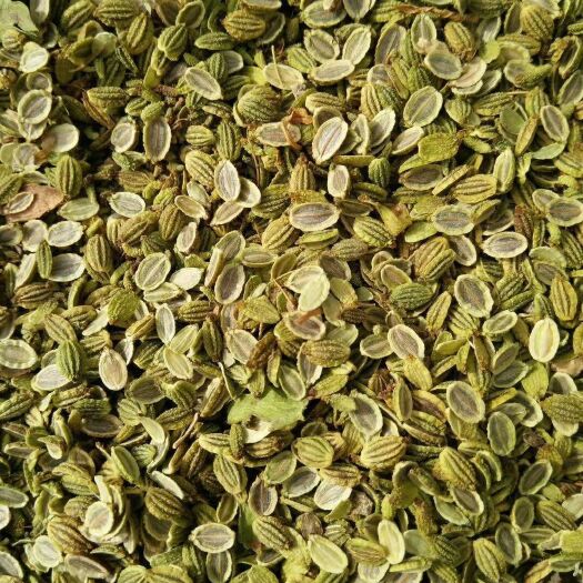敖汉旗牛膝种子  大量产地批发药材种子