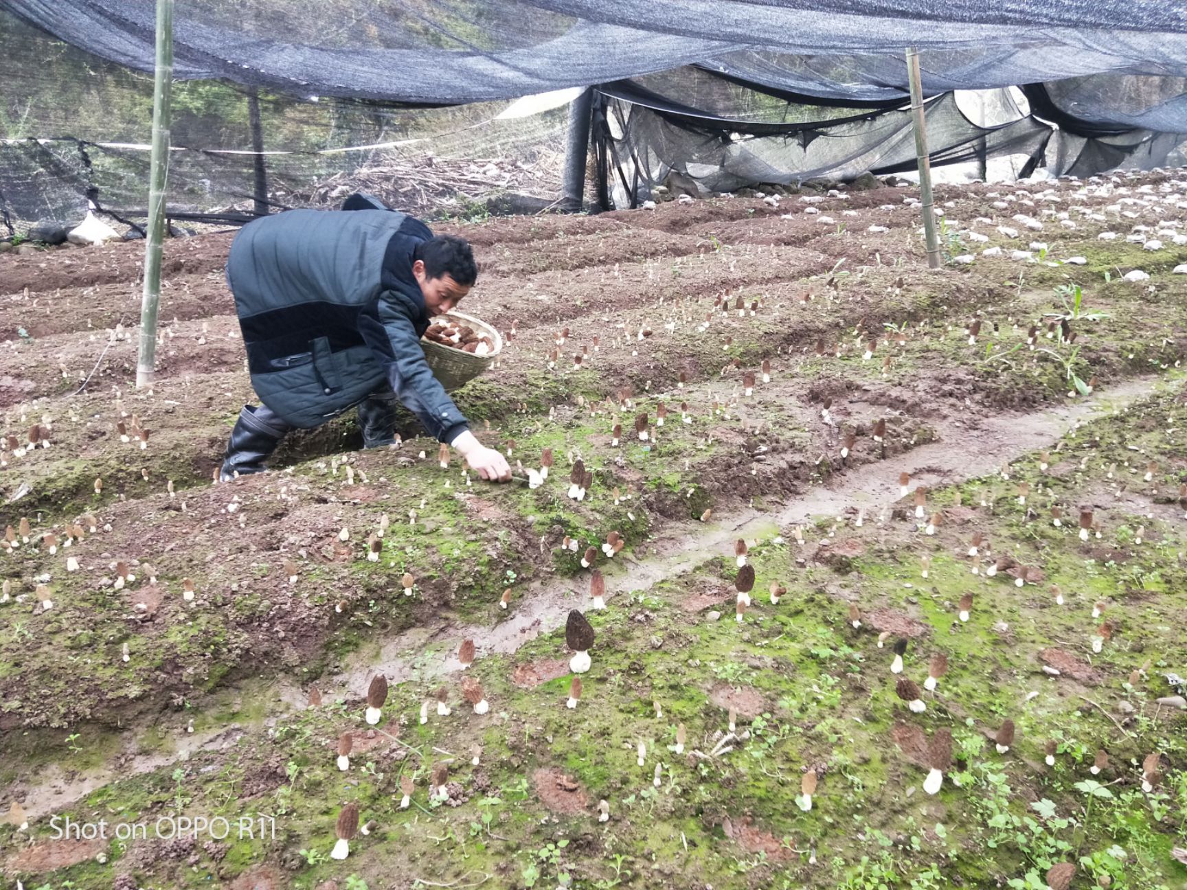  最实惠羊肚菌