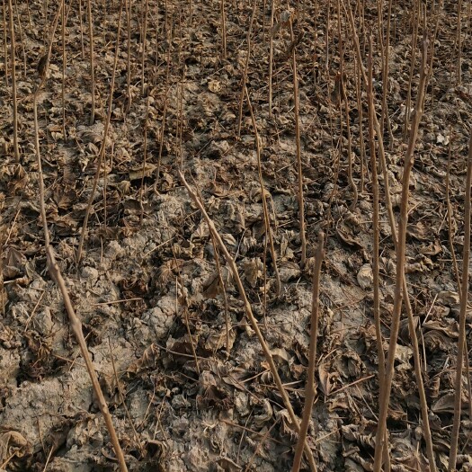 太康县 楸树苗，梓树小苗，清地处理，自己苗圃，无中介