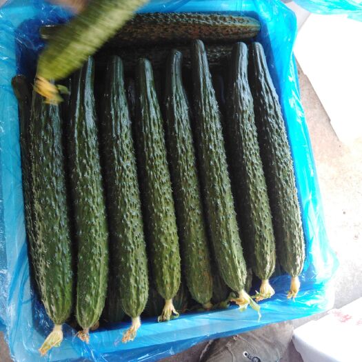 凌源市油亮密刺黄瓜 25~35cm