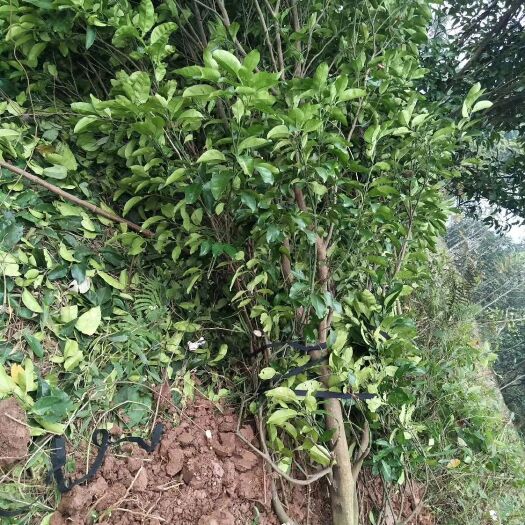 合江真龙柚苗 大量优价供应10-25香泡/柚子树