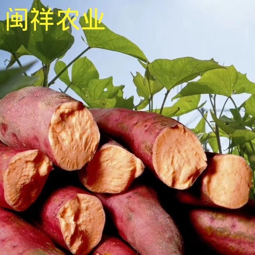 漳浦县西瓜红 六鳌蜜薯 含糖多 淀粉少 香甜 柔软 诚信经营
