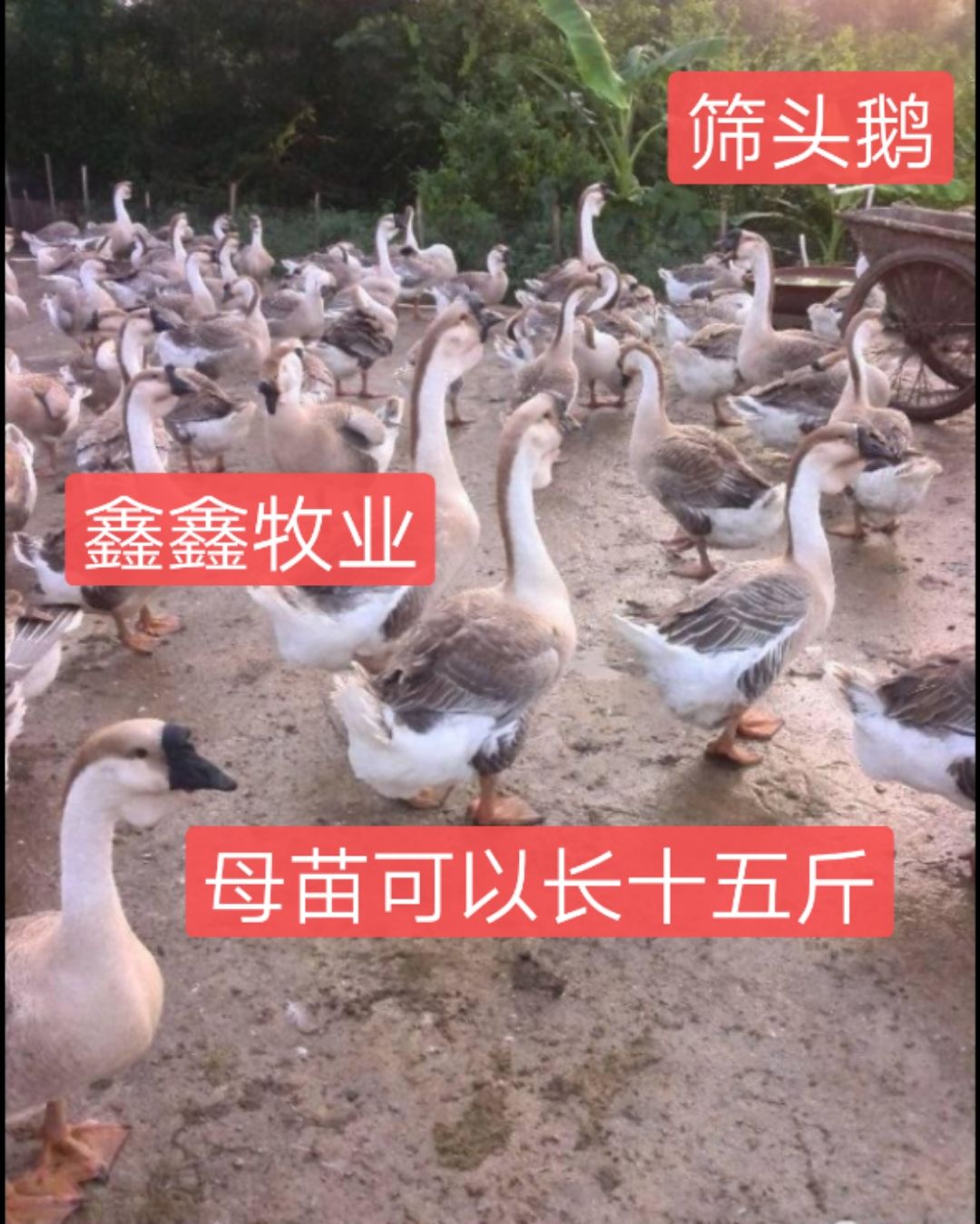 纯种汕狮头狮鹅苗合浦狮头鹅苗白鹅苗质量保证，包打疫苗诚信经营