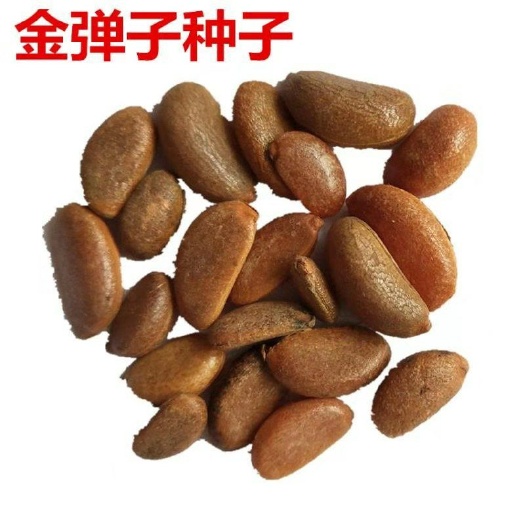  新采摘金单子种子 盆景树金弹子种子 金弹子种籽 林木种籽