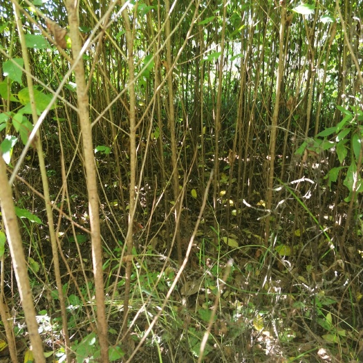 永平县毛樱桃苗