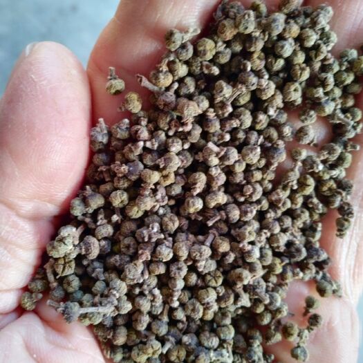 大化县吴茱萸