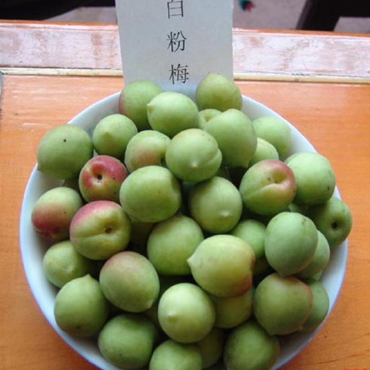 普宁市青梅树苗  青梅一嫁接中杯苗