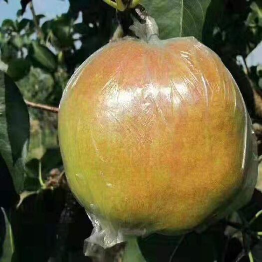 隰县 玉露香梨