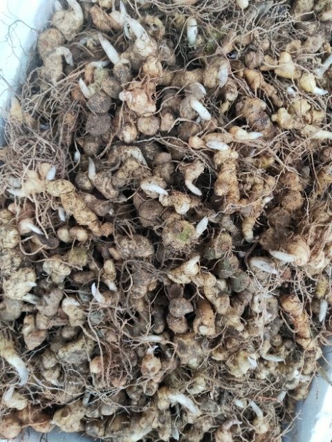 绥宁县滇黄精  大量姜形多花黄精种苗品种
