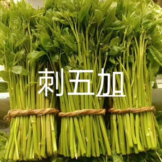凤城市山野菜 野山菜