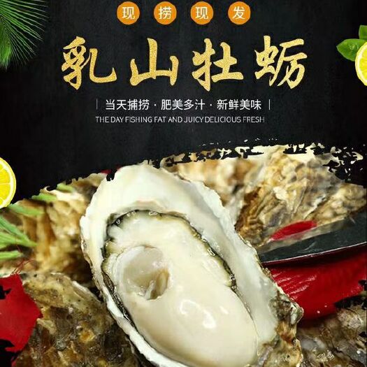 乳山市 乳山牡蛎批发零售