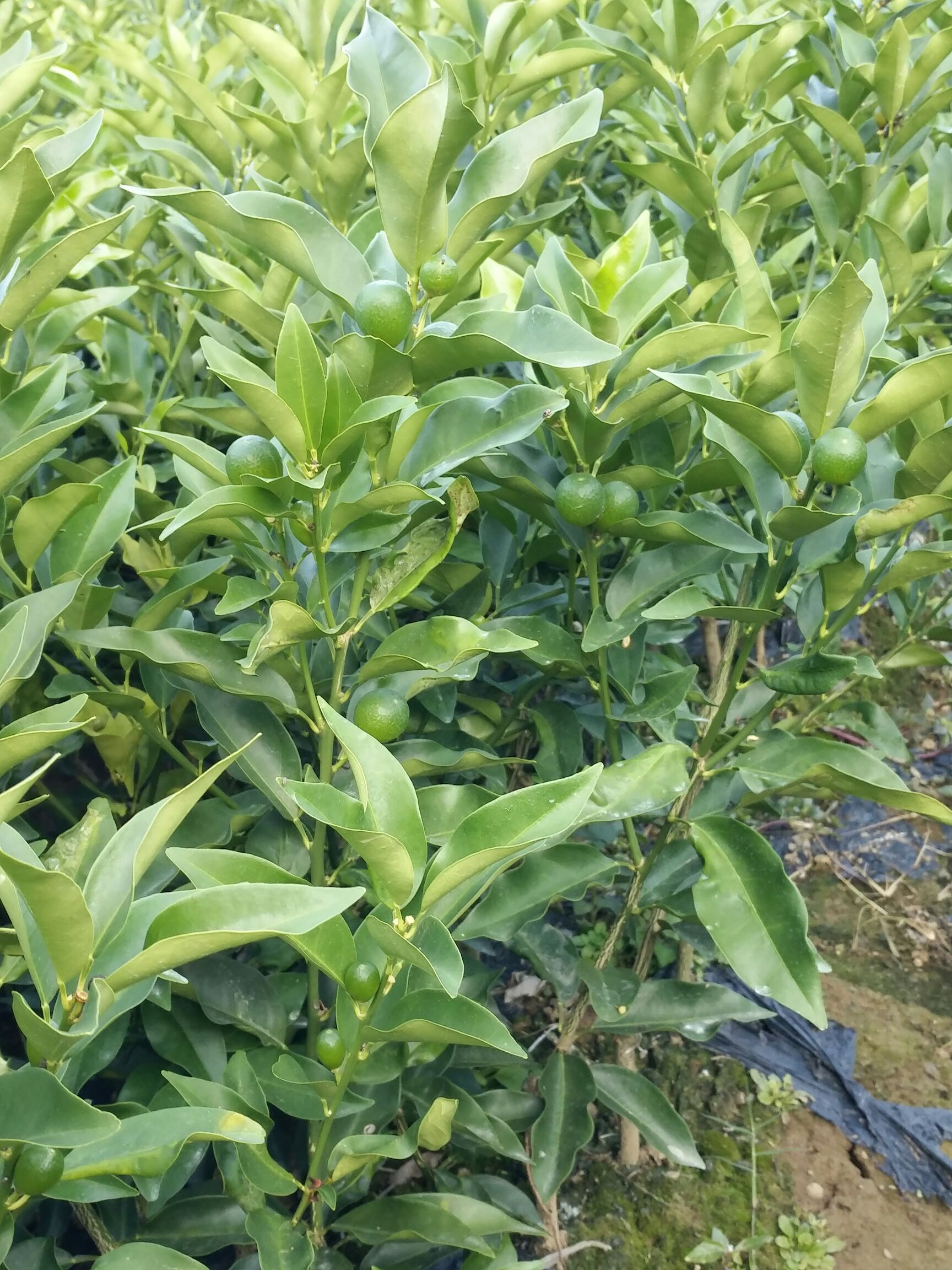 脆皮金桔苗 大颗金桔（木柑）苗软枝
