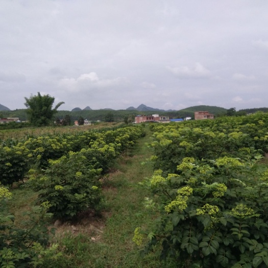 河池【零批】 1年插迁吴茱萸苗