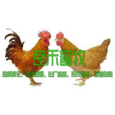 南宁 三黄鸡苗土鸡苗麻鸡苗大红公鸡苗五黑鸡苗芦花鸡苗贵妃鸡苗