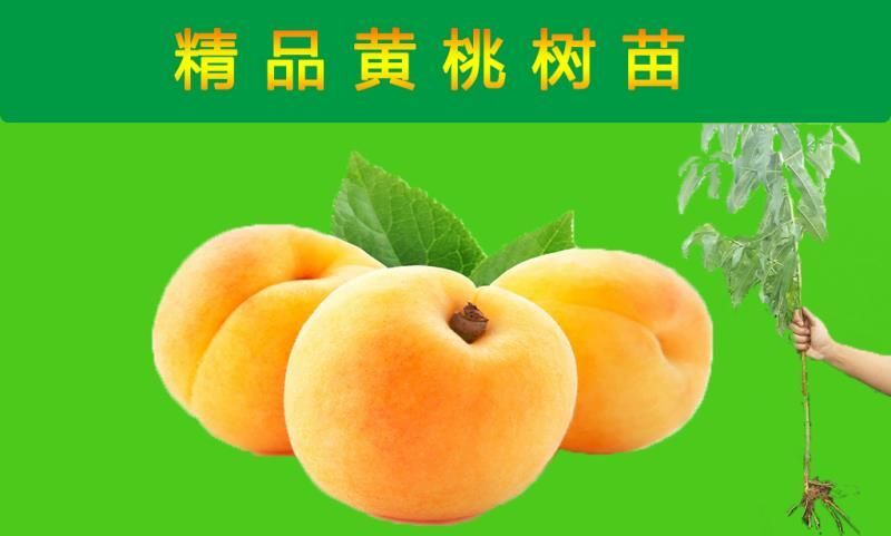平邑县黄桃树苗 黄桃果树苗六月早熟品种，果树苗技术共享，果实可商议