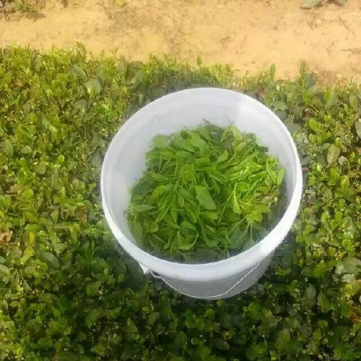 日照 栗子香绿茶