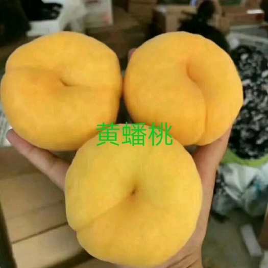 平邑县中蟠17号桃苗 蟠桃系列，品种决定价值。