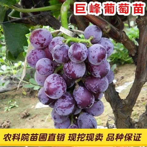 平邑县巨峰葡萄苗自家种植欢迎实地考察南北方均可种植