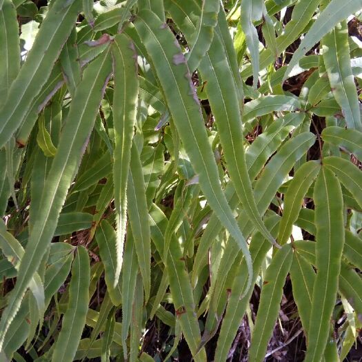 新平县 深山凤尾草，湿