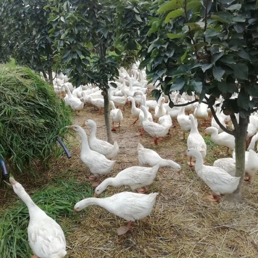 阜南县 大白鹅
