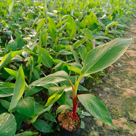 南宁威廉斯香蕉苗  欢迎订购，香蕉苗，粉蕉苗，红蕉苗，兼各种果树