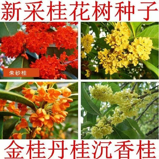  新采桂花籽 桂花树种子 金桂 丹桂 沉香桂 四季桂花种子