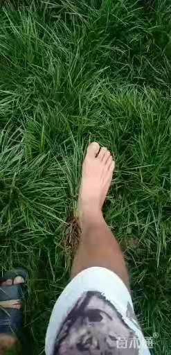 三台县麦冬草 麦冬苗 绿化苗 麦冬种苗