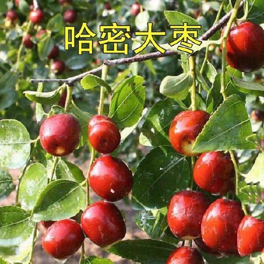平邑县新疆大枣树苗 新疆哈密大枣嫁接苗 包品种 产量高口感好基地直销