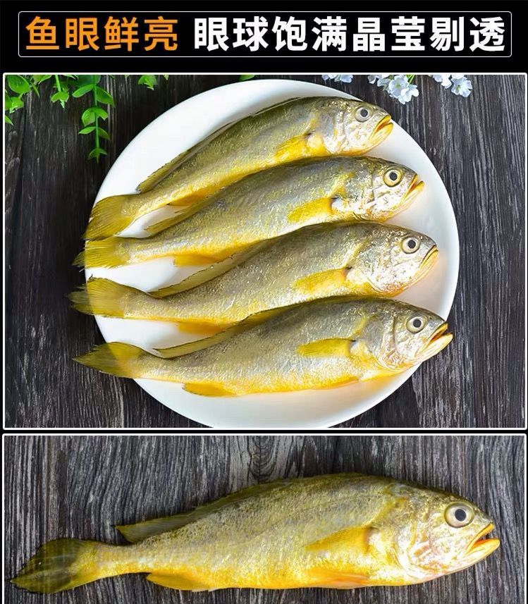 黃花魚冷凍黃花魚小黃魚大黃魚新鮮海鮮包郵