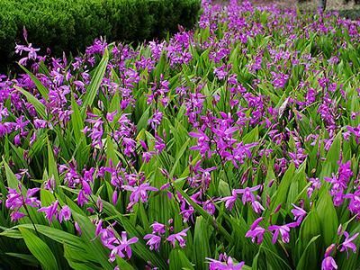 丹凤县 白芨苗子 白芨块茎