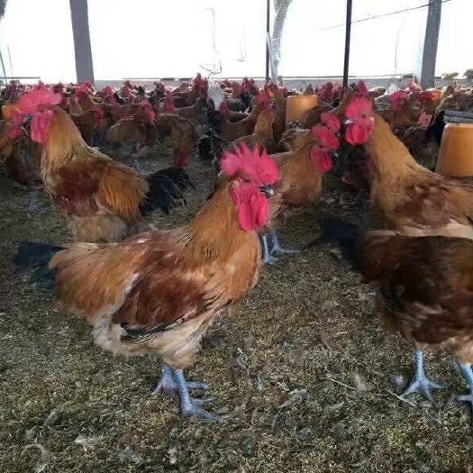南宁 快大青脚麻鸡 肉鸡苗 鸡苗 一手货源 技术指导 包打疫苗