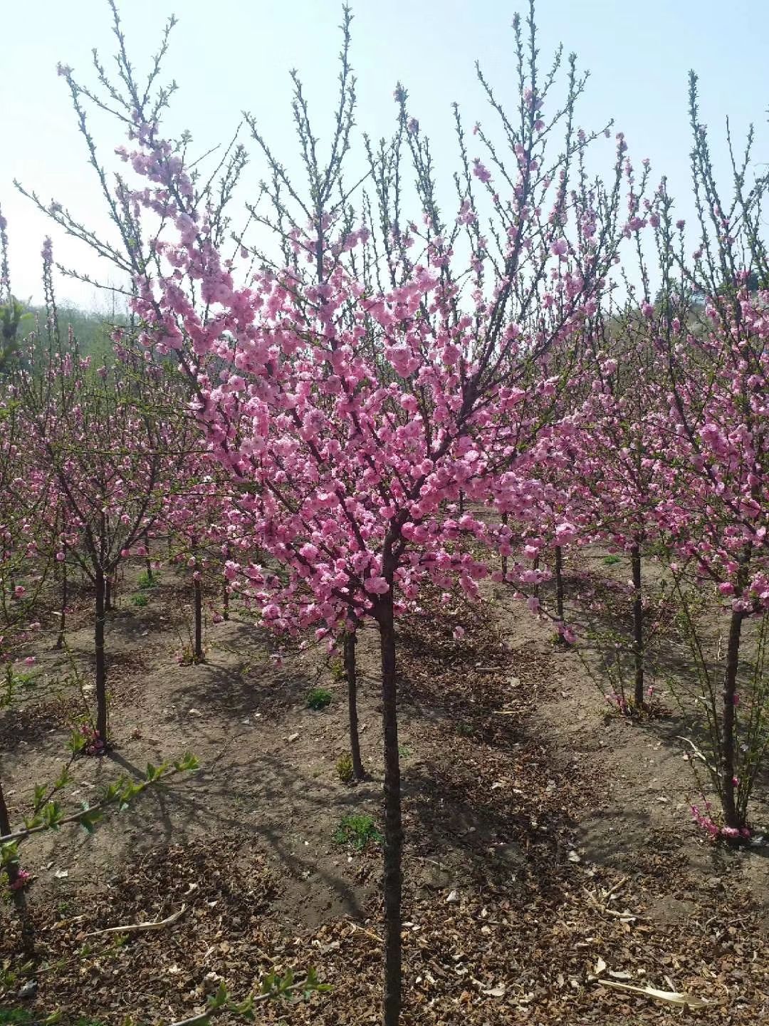 现苗 榆叶梅 重瓣榆叶梅 花期早 乔灌木均有 东北耐寒性强