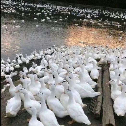 遂宁 点头鸭苗