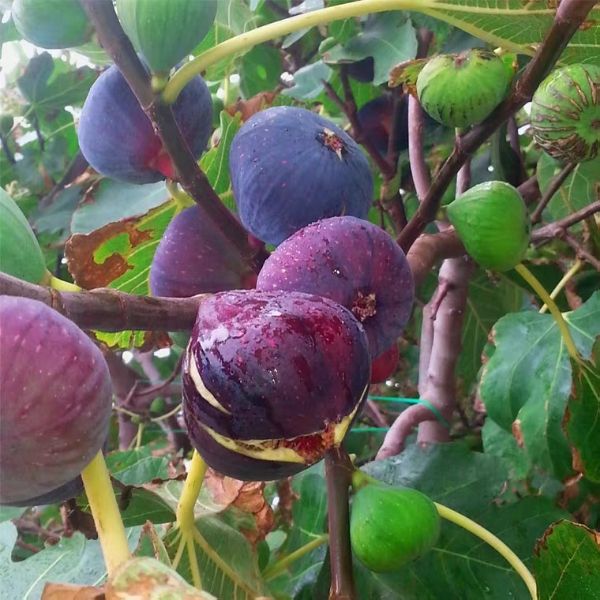 金傲芬无花果苗 金傲芬无花果嫁接苗保湿发货基地直销现挖现发量大从优