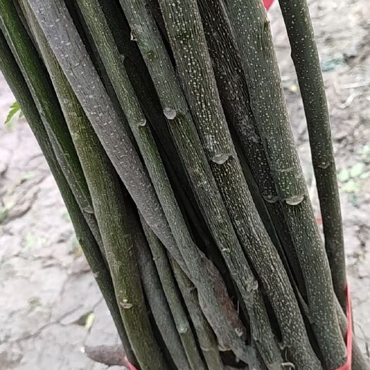 新乡苦楝树 楝树苗