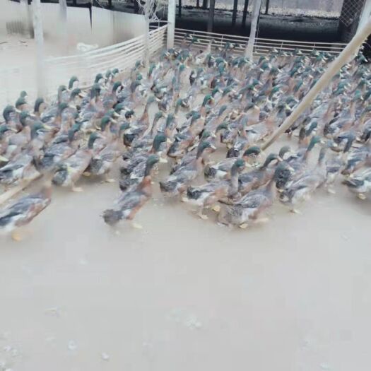 修武县麻鸭 4000，均重2.7